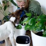 Dog kissing face of an elderly man