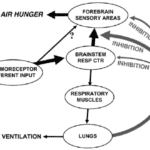 Air_hunger_diagram